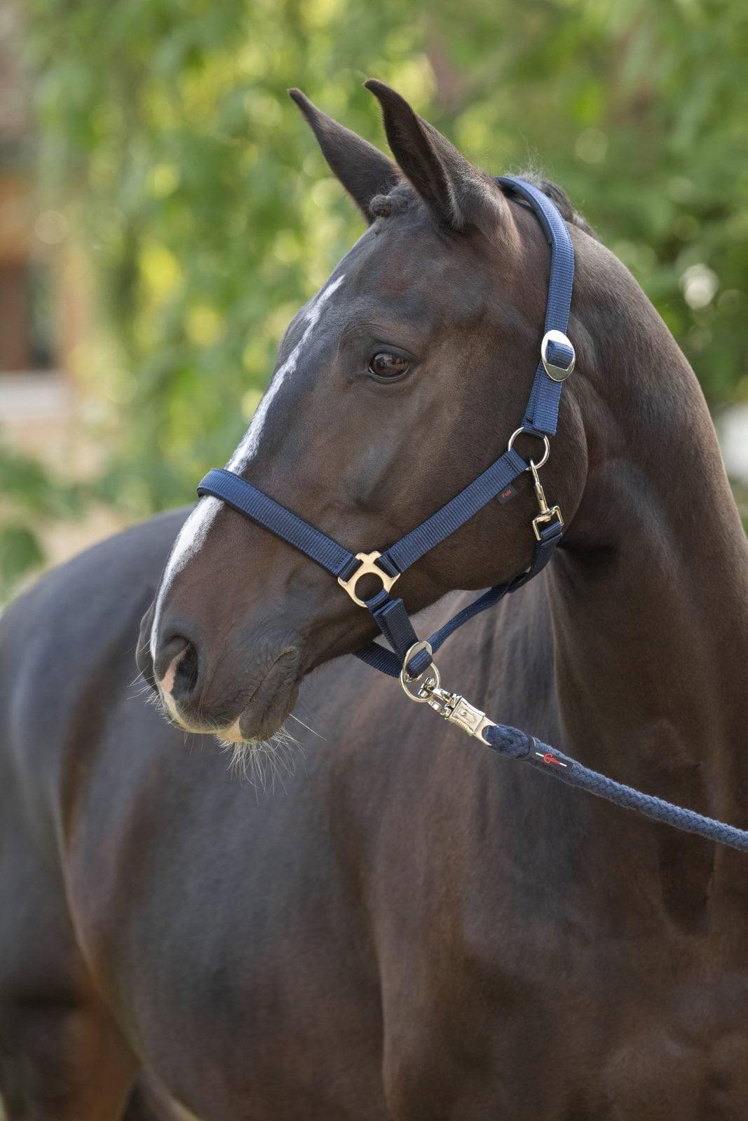 Päitsed hobusele sinised Doria Covalliero